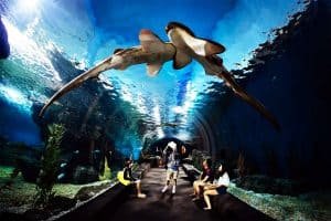 Sehenswürdigkeiten in Bangkok - Siam Ocean World