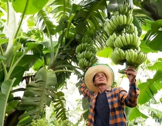 banana farm uwvqjy5ri transformed