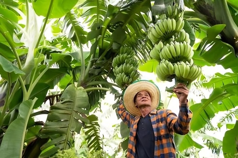 banana farm uwvqjy5ri transformed