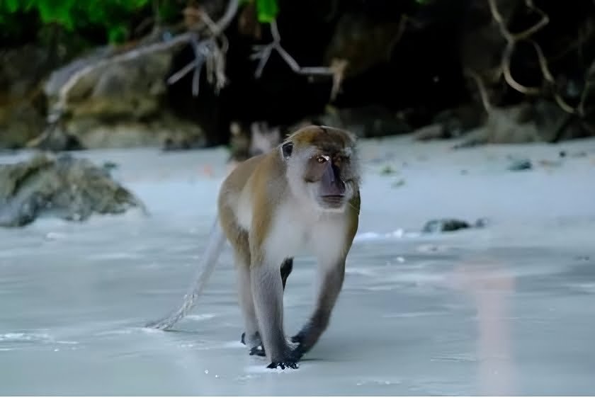 phi phi monkey transformed