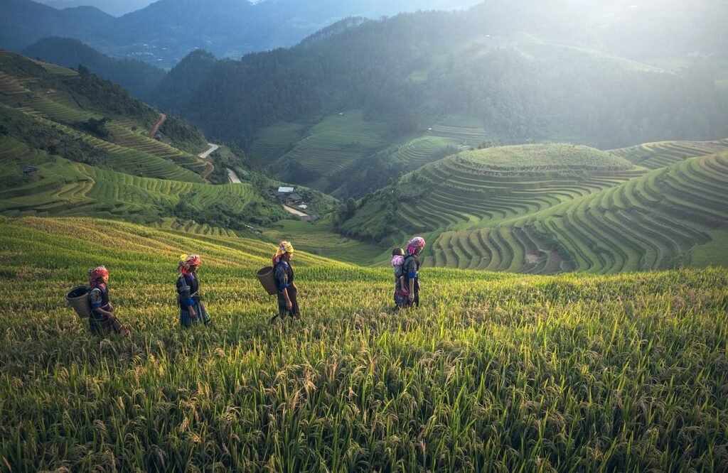 agriculture, asia, bali