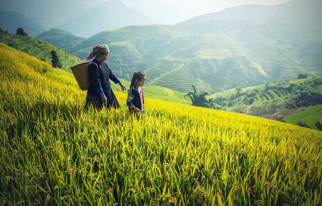 agriculture, rice field, farming