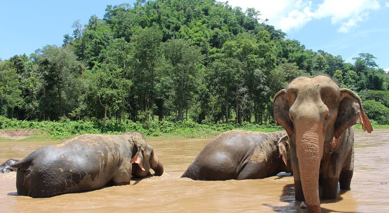 elephants, elephant, trunk