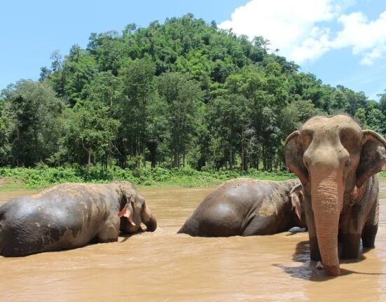 elephants, elephant, trunk