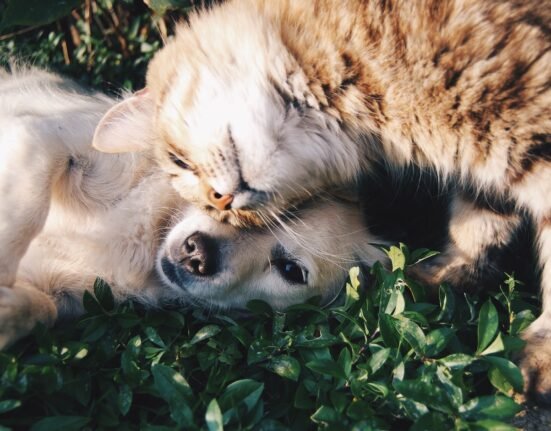 white dog and gray cat hugging each other on grass