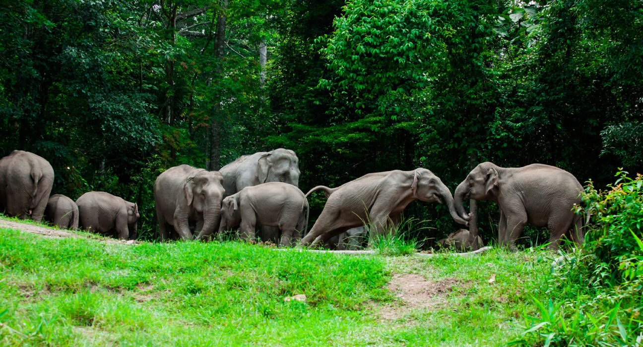 khao yai national park