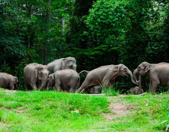 khao yai national park