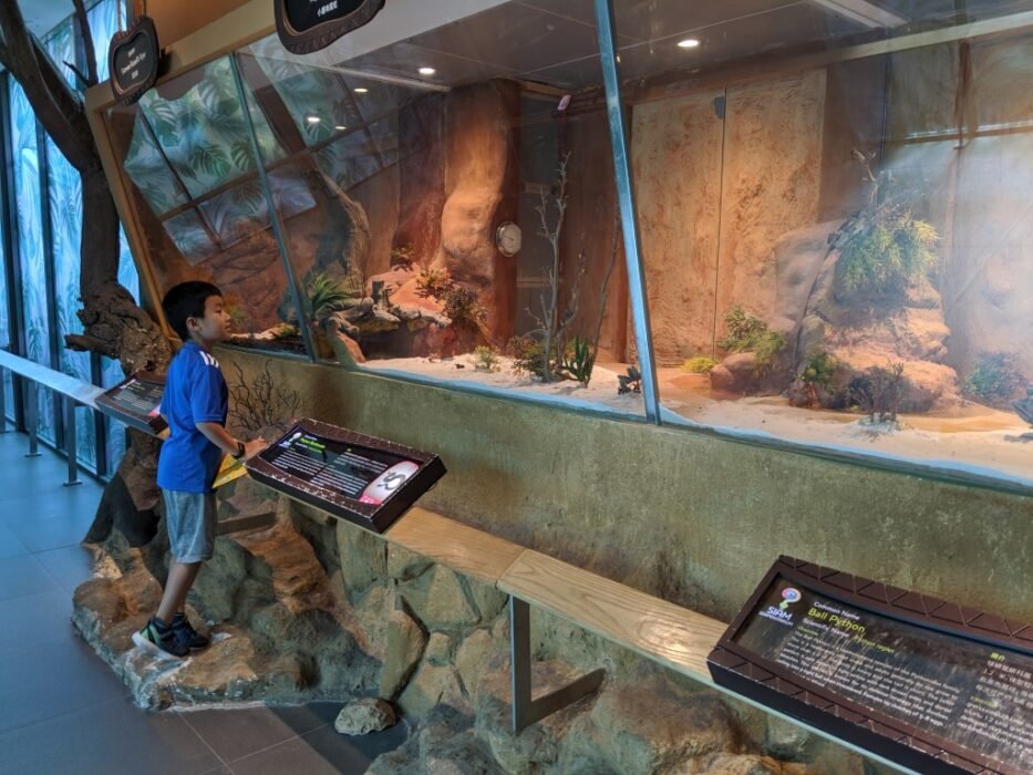 siam serpentarium toucan takes off