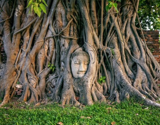 buddha head in fig tree at wat mahathat, ayutthaya historical park ...