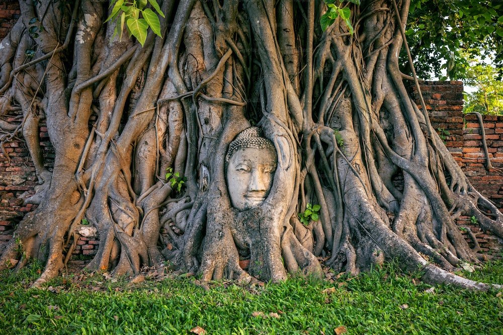 buddha head in fig tree at wat mahathat, ayutthaya historical park ...