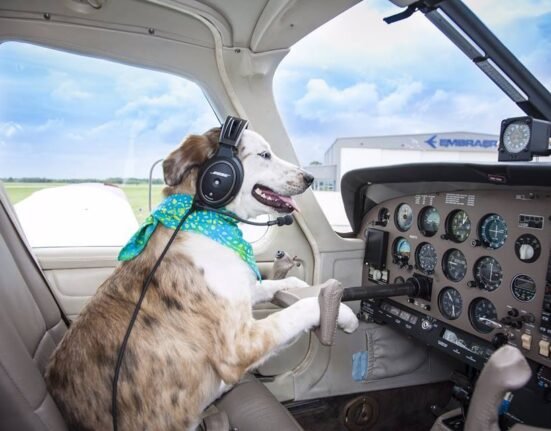 animal rescue air care alliance