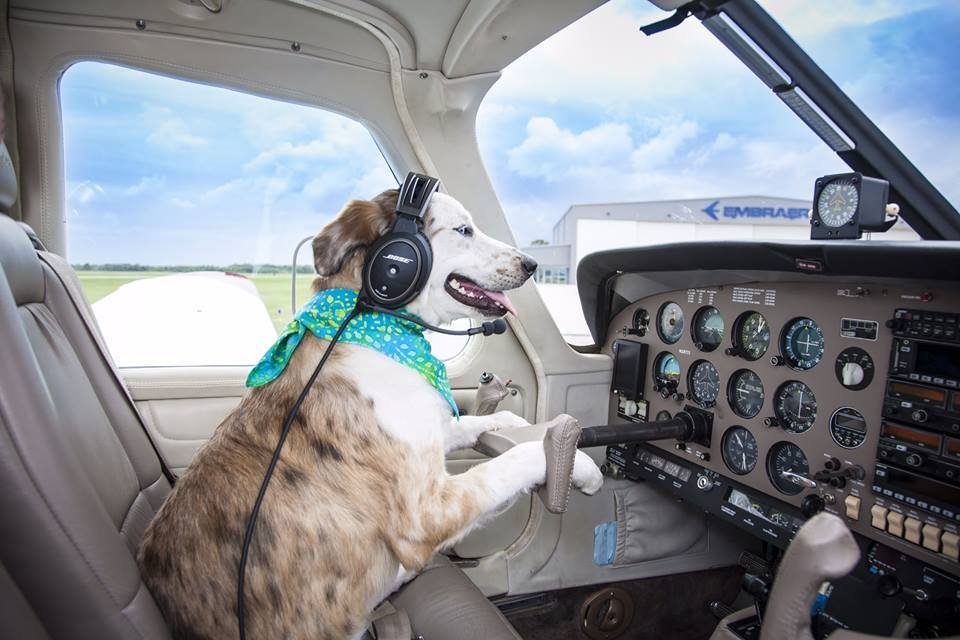 animal rescue air care alliance