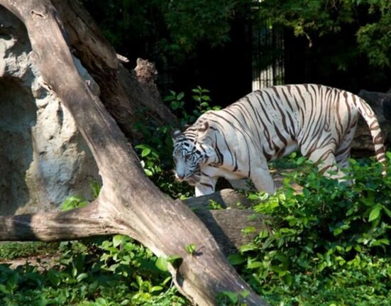 dusit zoo in bangkok | times of india travel