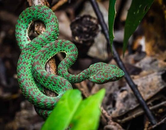 snake with eyelashes discovered in thailand turns out to be a new ...