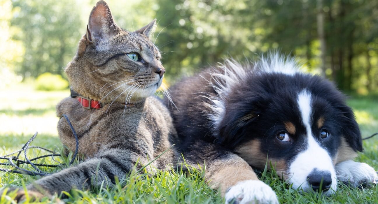 a dog and a cat laying in the grass