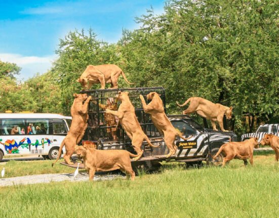 all the best safari world bangkok ticket options 2023