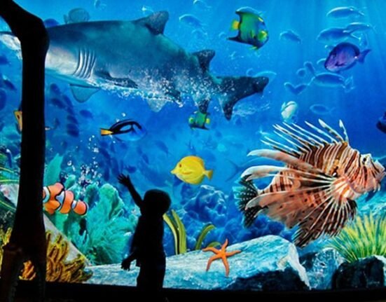 2023 sea life bangkok ocean world tickets provided by travstore