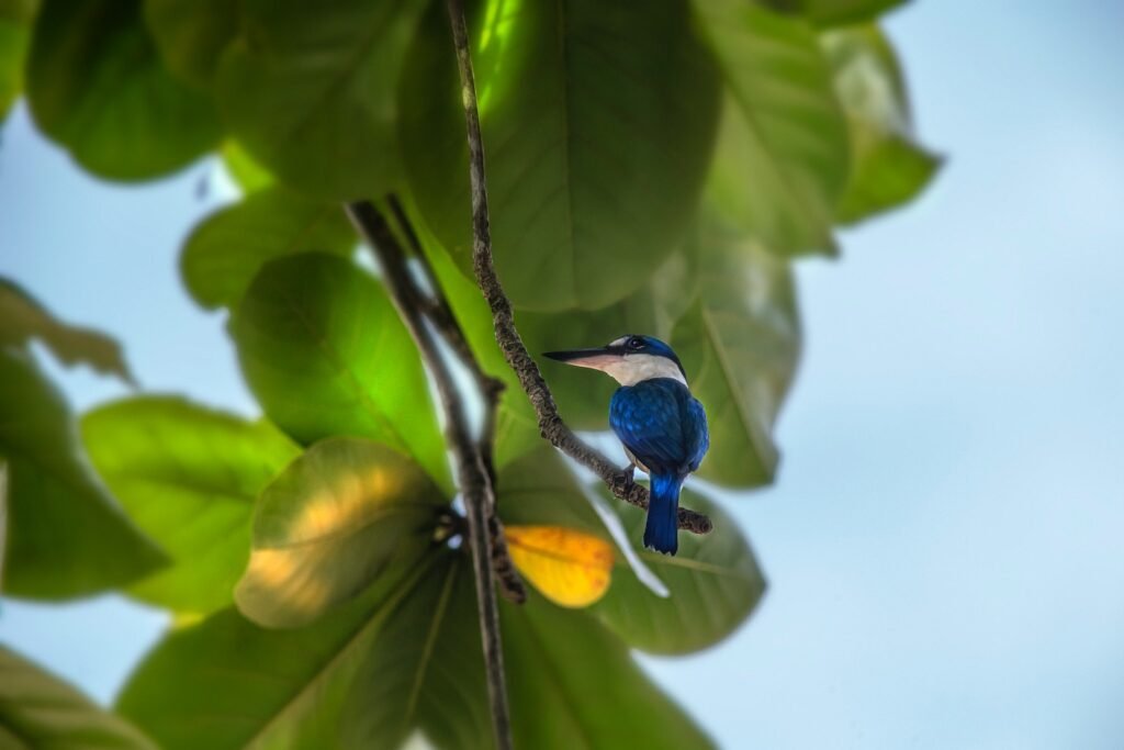 a small blue bird perched on a tree branch