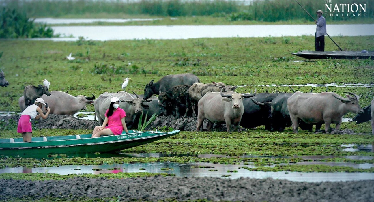 phatthalung's thale noi wetland buffaloes get fao recognition