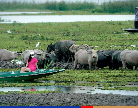 phatthalung's thale noi wetland buffaloes get fao recognition