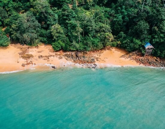 aerial photography of seashore near trees