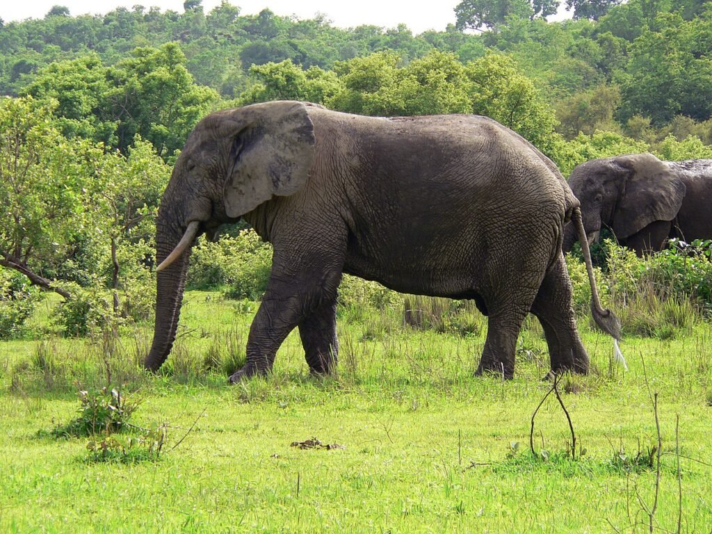 file:elefant ghana