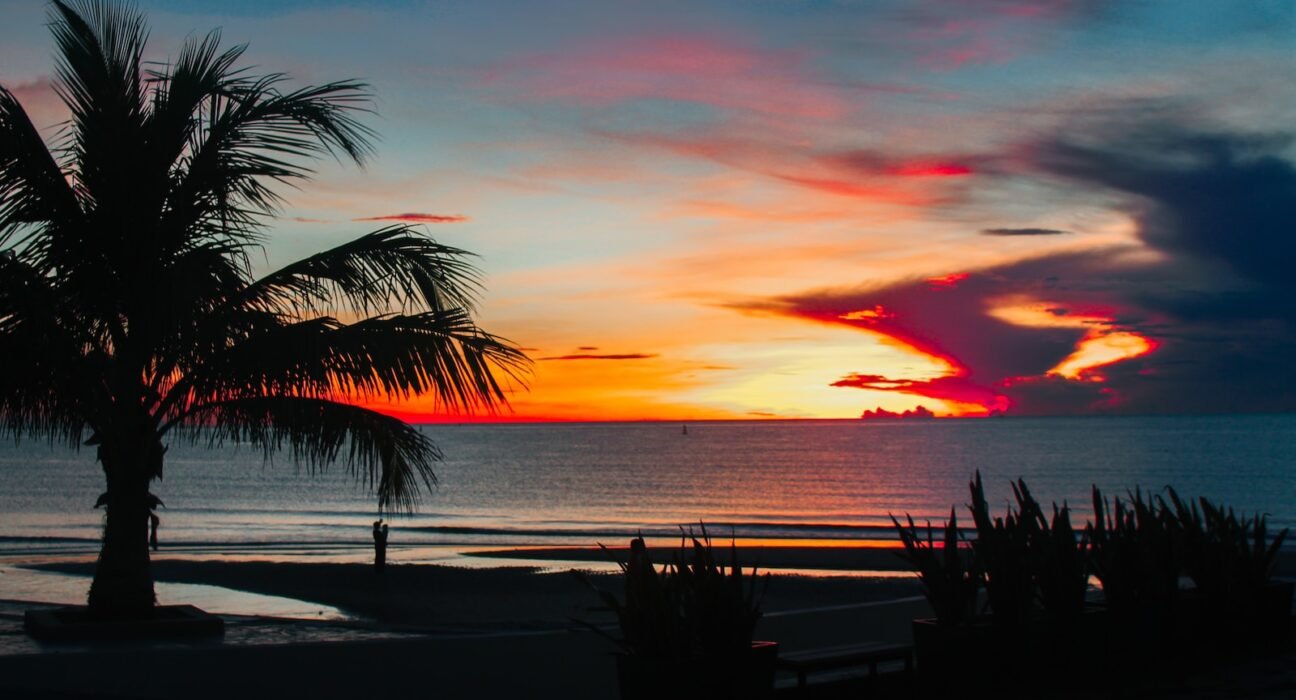 silhouette of palm tree near body of water during sunset