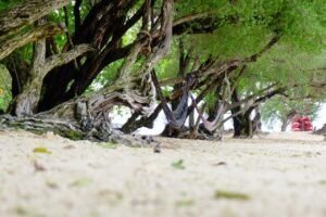 koh samet, beach coral, natural calm