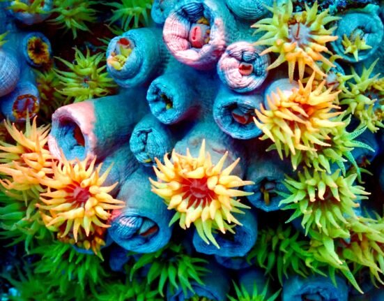 a close up of a bunch of blue and yellow flowers