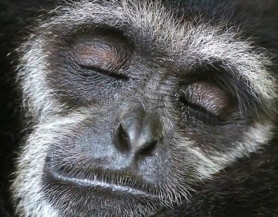 close shot of gray monkey face