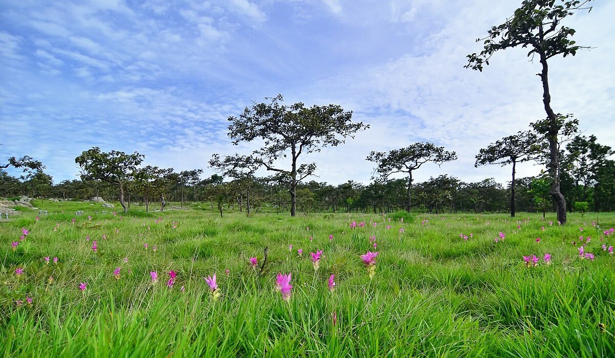 chaiyaphum province wikipedia