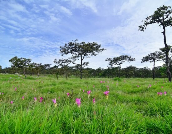 chaiyaphum province wikipedia