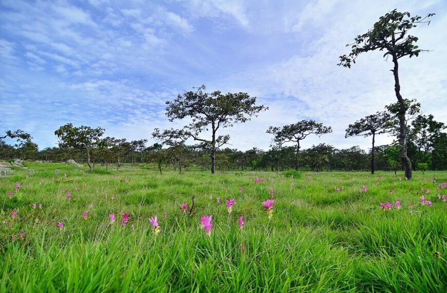 chaiyaphum province wikipedia