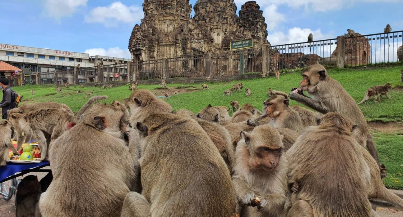 lopburi counts monkey population; police instructs tourists