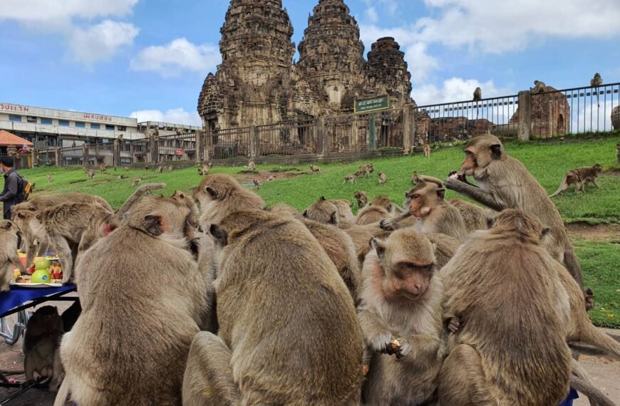 lopburi counts monkey population; police instructs tourists