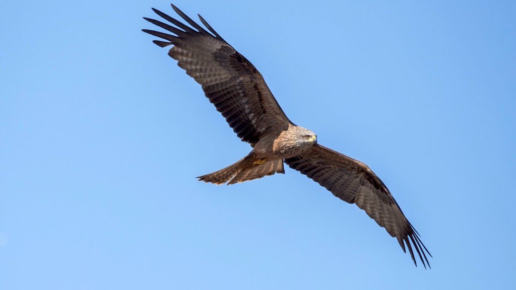 schwarzmilan – bund hessen