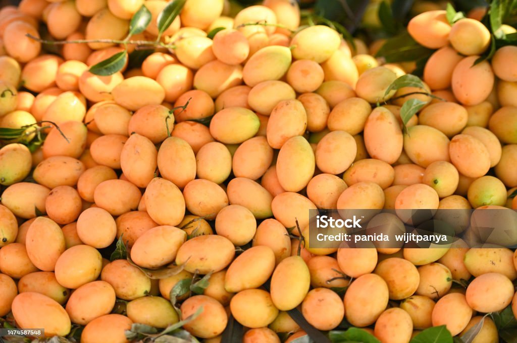marian plum fruit in the market tropical fruit name in thailand ...