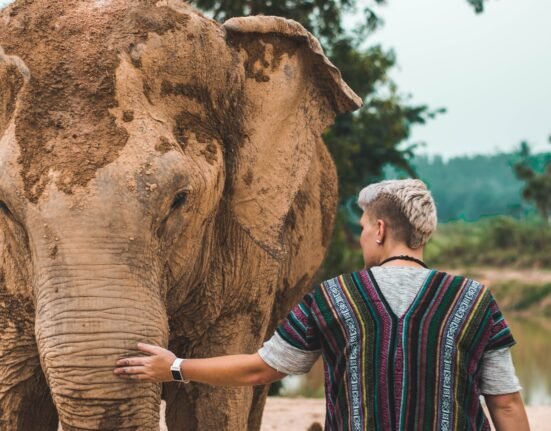 man wearing baja jacket touching brown elephant covered with mud