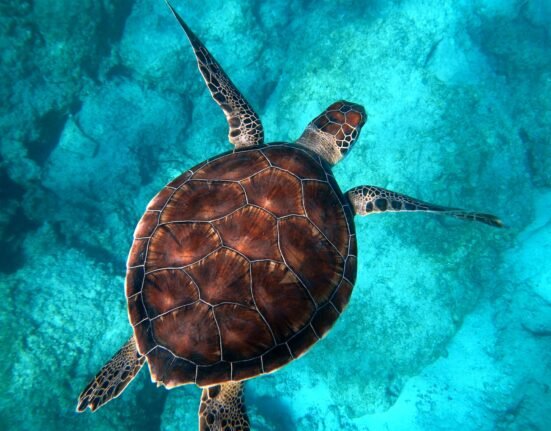 brown turtle swimming in ocean