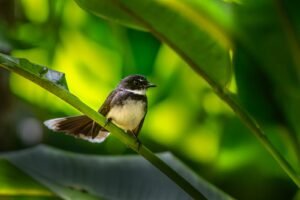 a small bird sitting on top of a green plant
