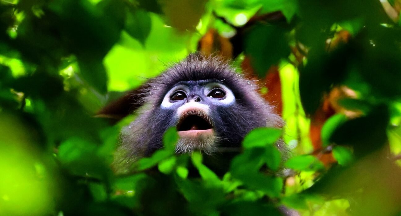 a monkey looking up through the leaves of a tree