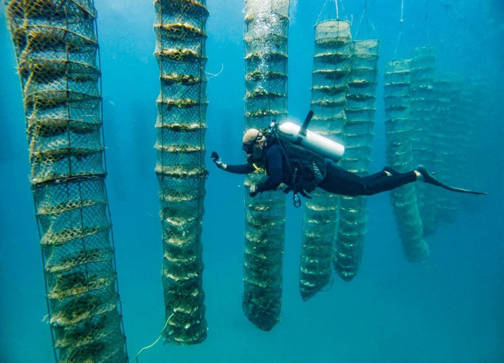 dibba bay oyster farm issuu
