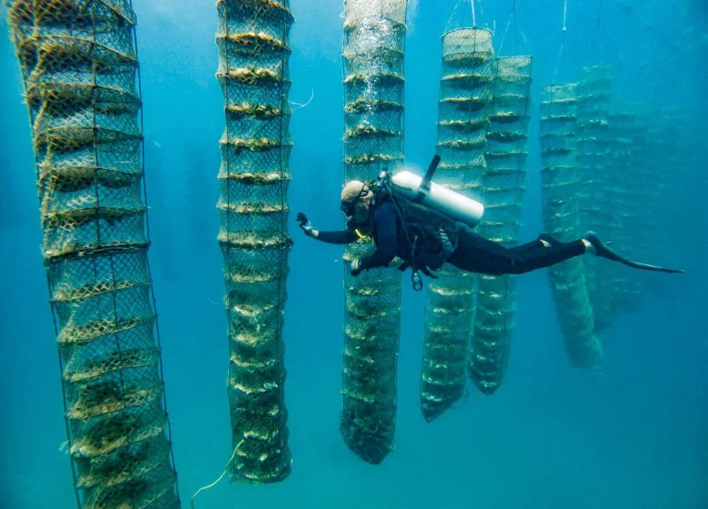 dibba bay oyster farm issuu