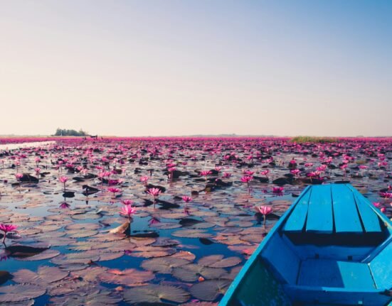 blue jon boat on body of water with lily flowers during daytime