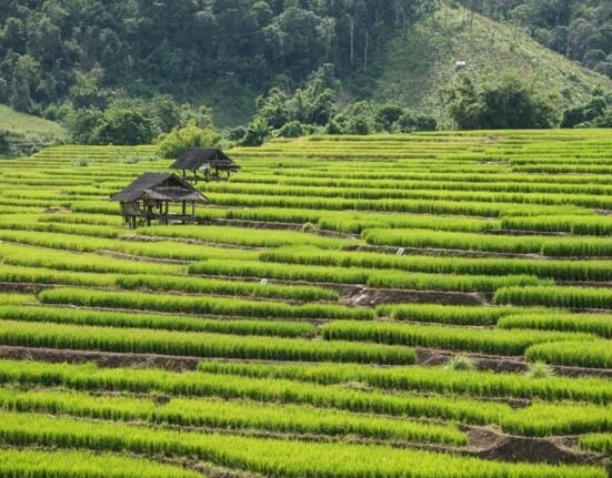 thai wisdom and wellness