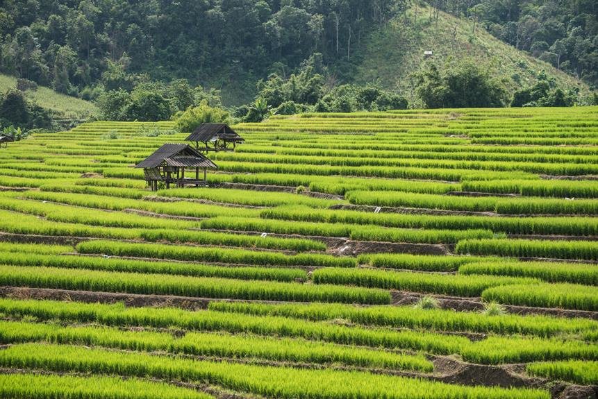 thai wisdom and wellness