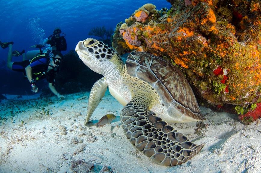 top 12 dive and snorkel spots in thailand