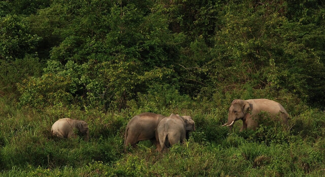 national park, thailand, elephant