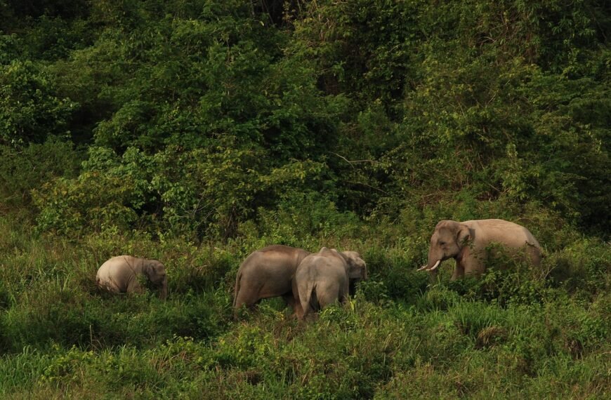 national park, thailand, elephant