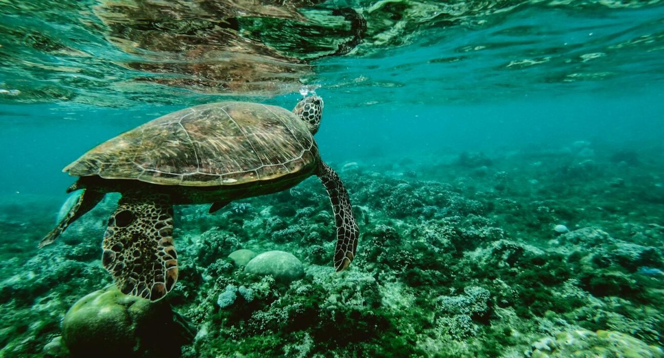 Photo of a Turtle Swimming Underwater
